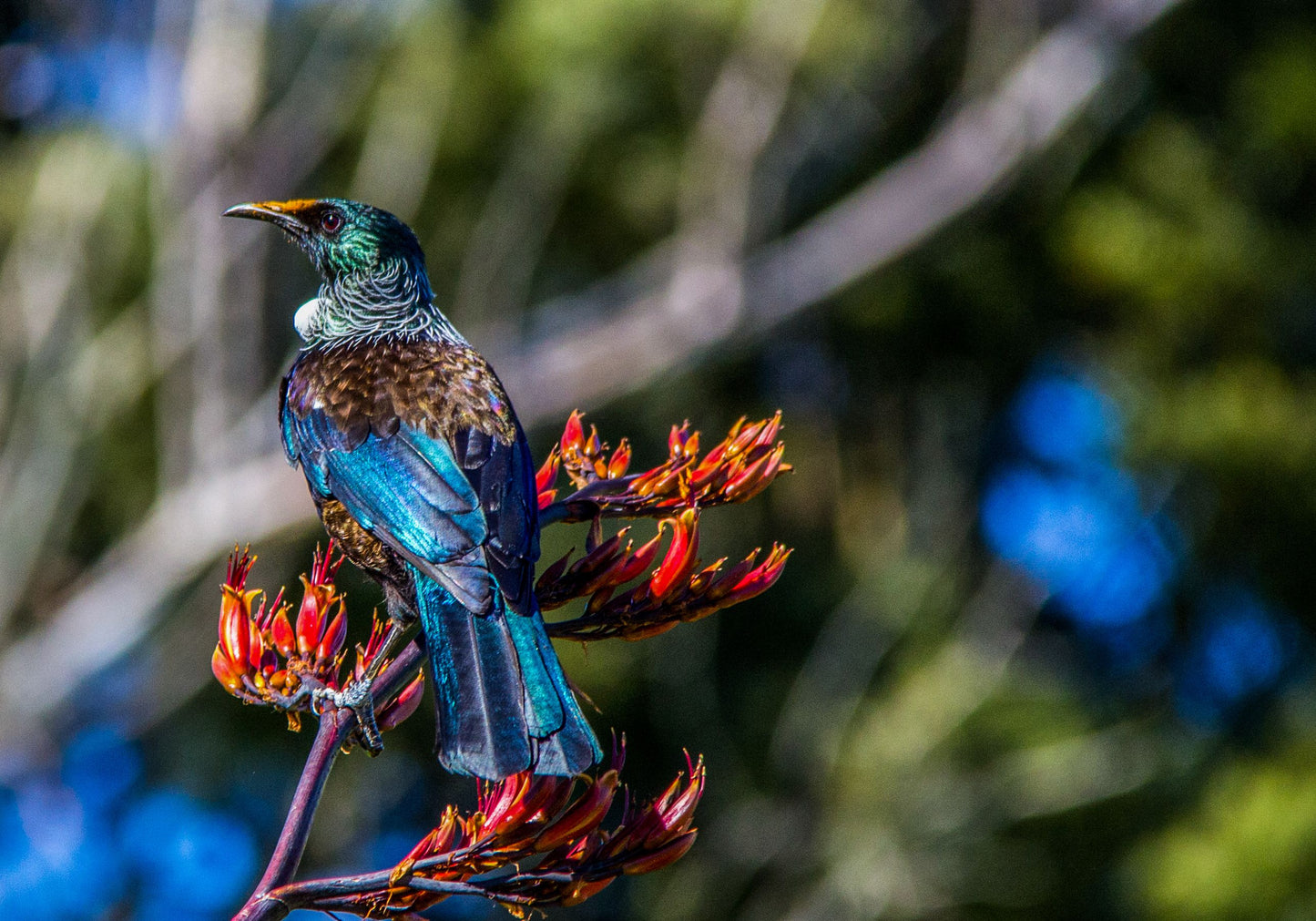 Tui Colours - Sandy Abbot