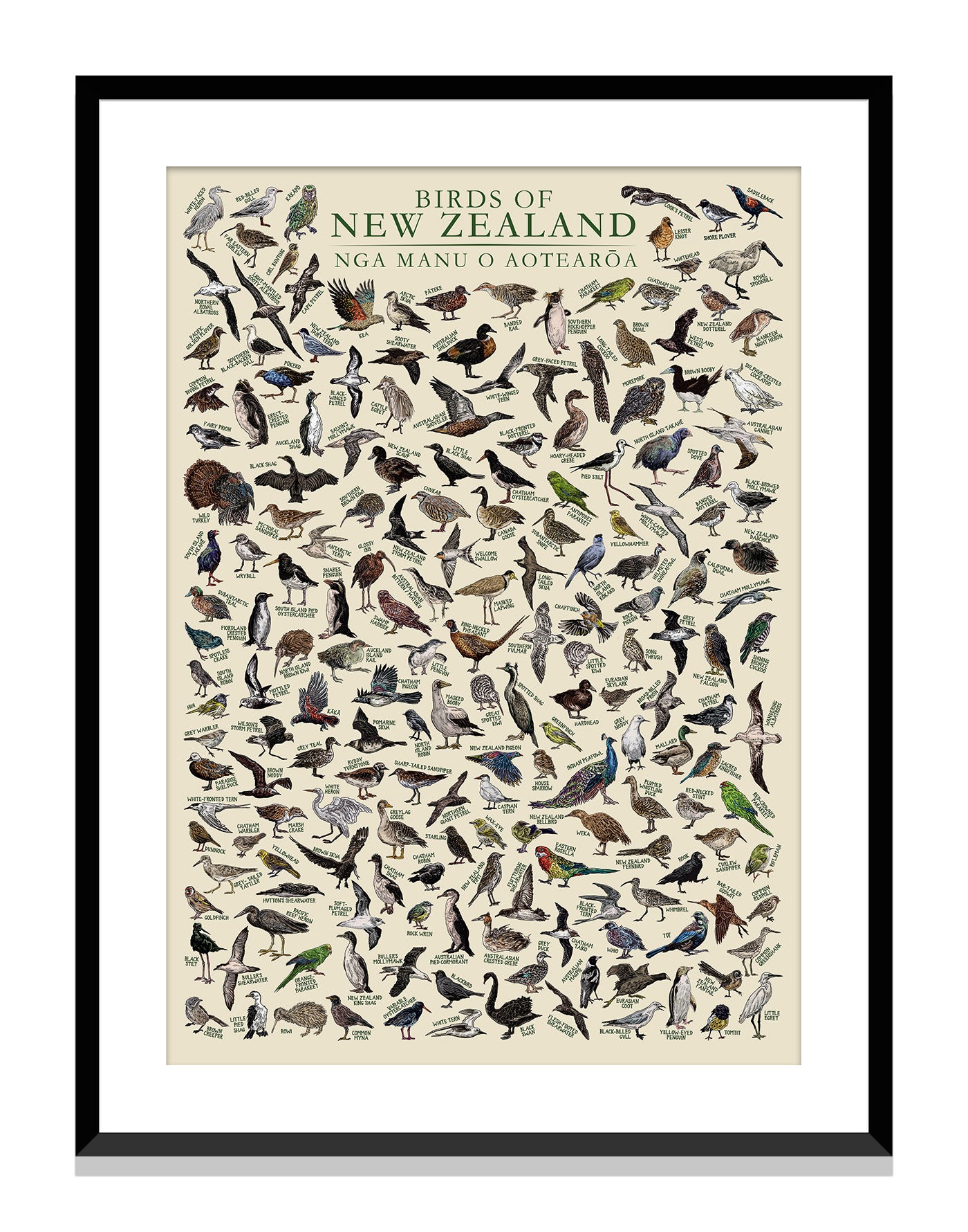 Birds of New Zealand - John Rooney