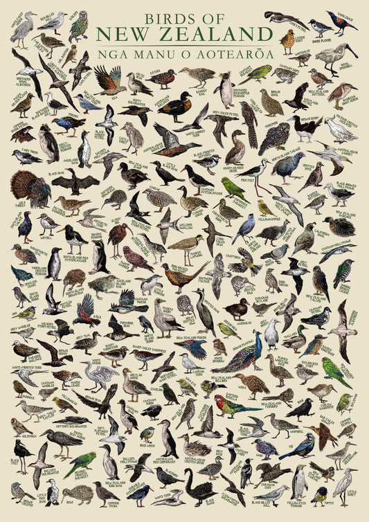 Birds of New Zealand - John Rooney