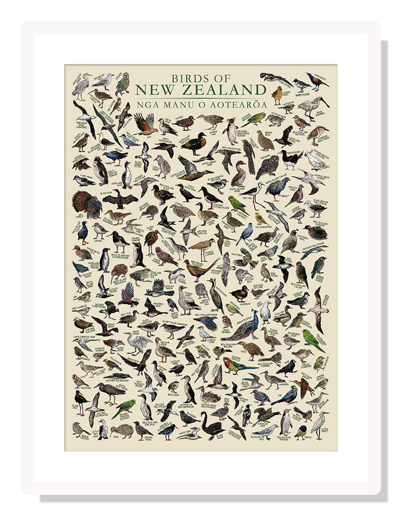 Birds of New Zealand - John Rooney